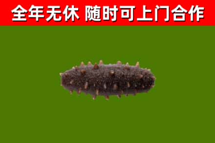 赤壁市烟酒回收干海参.jpg